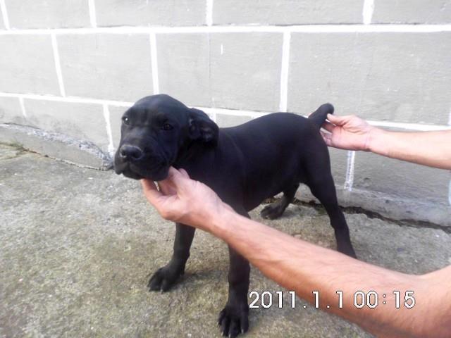 Cane-corso-stenci