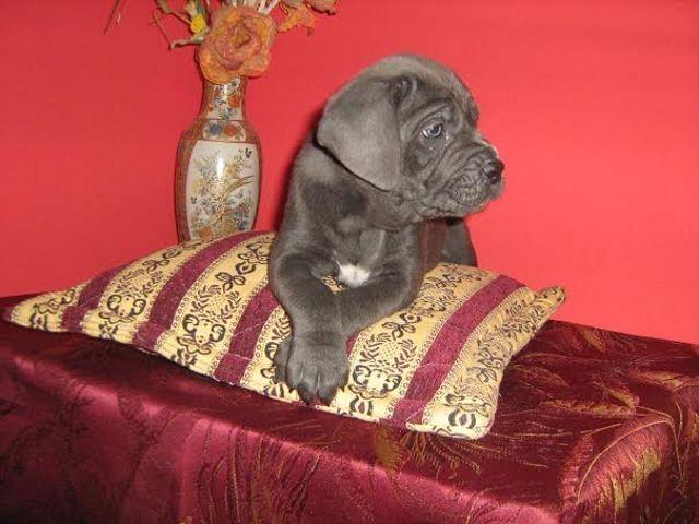 Cane-Corso-stenad---od-oca-GVIDA