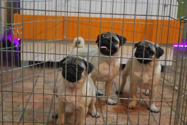 Mops,  stenci 
