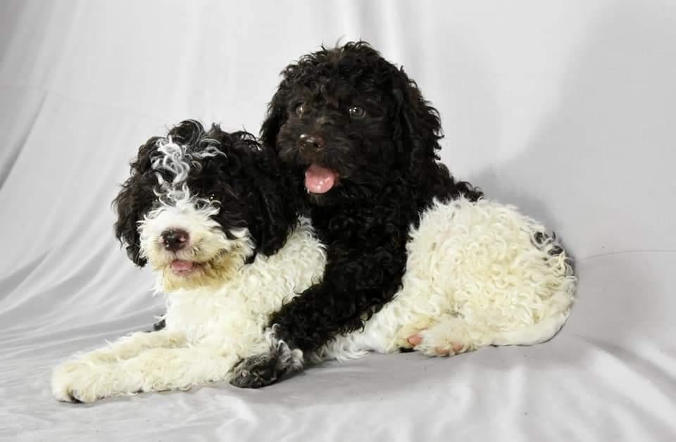 Lagotto-Romagnolo-štenci