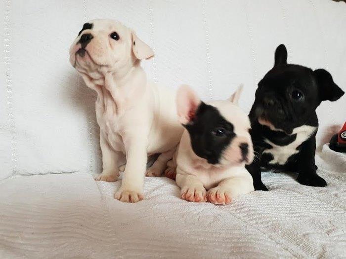 Francuski-buldog-