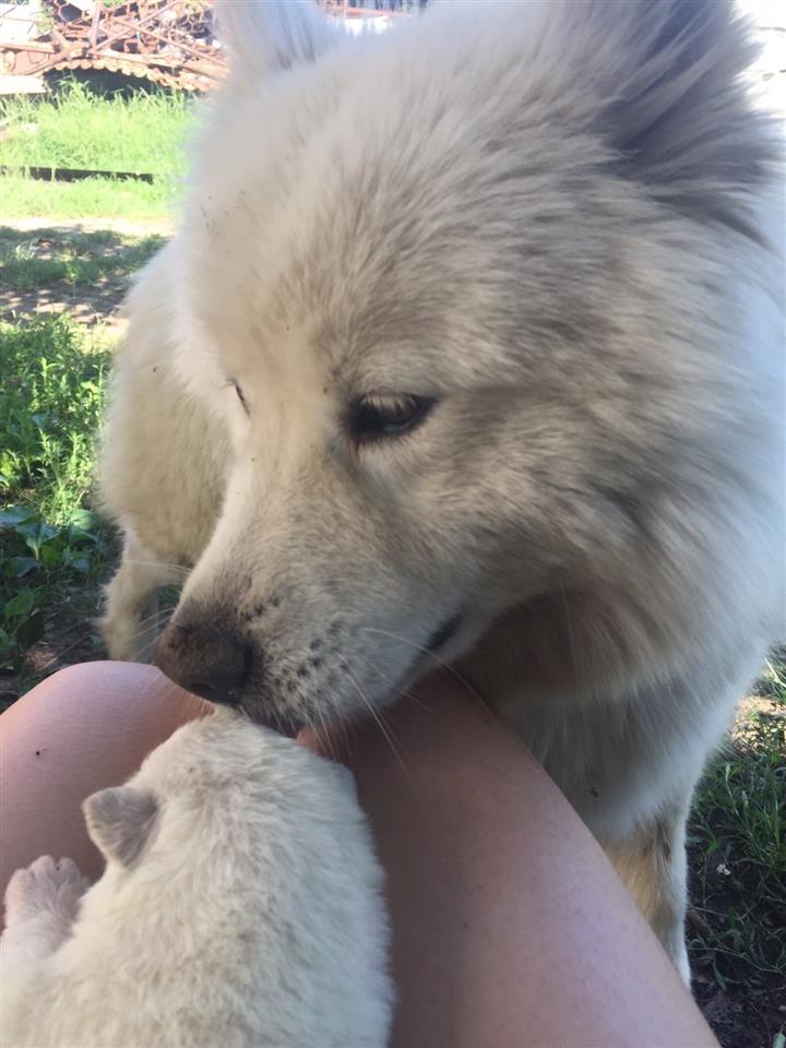 Sibirski-samojed-štenci