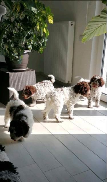 Lagotto-Romagnolo-štenci