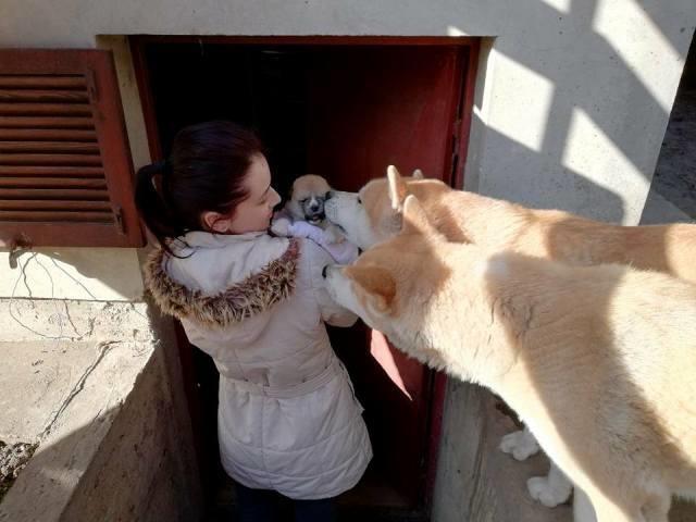 Akita-Inu-stenci