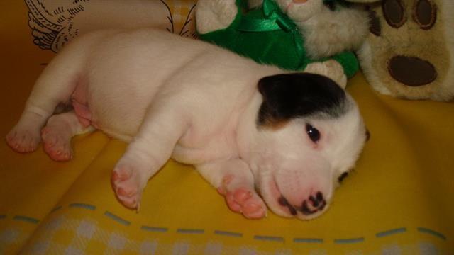 Jack-Russell-terrier