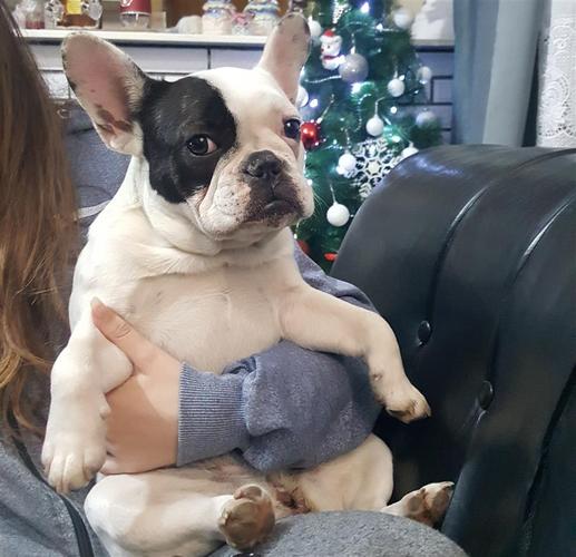 Francuski buldog 