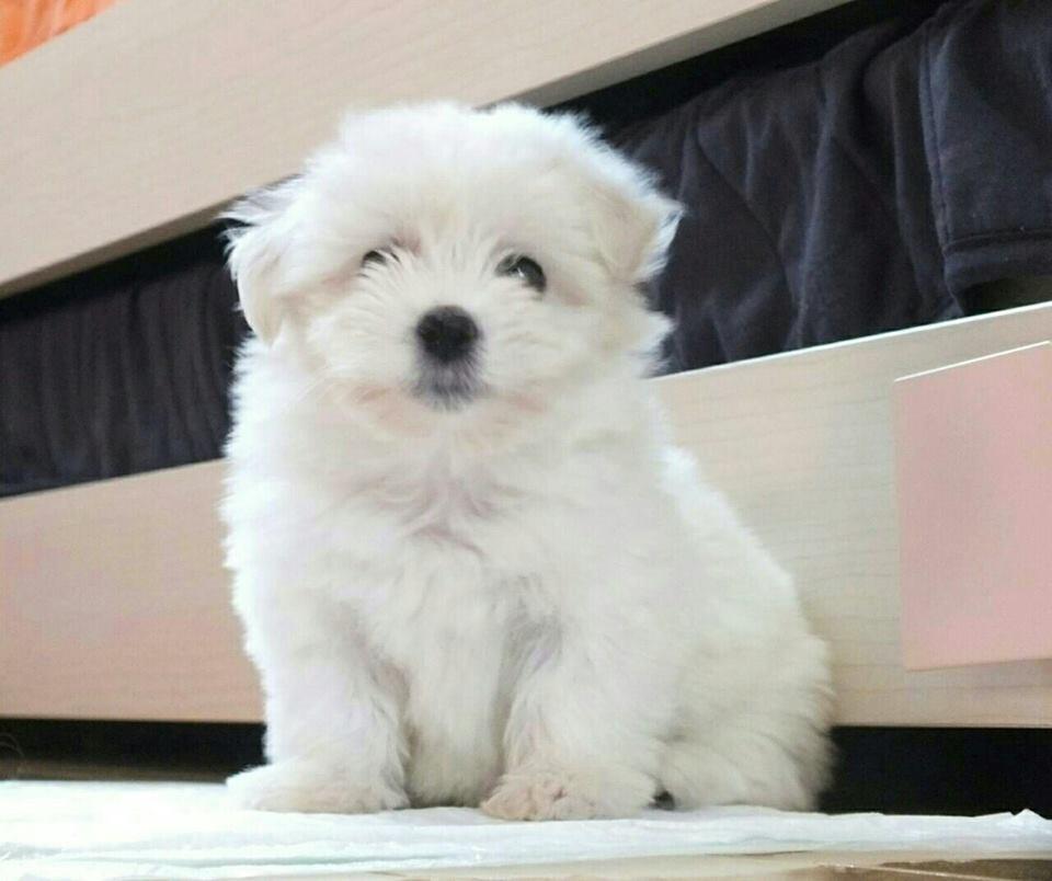 Coton-de-Tulear