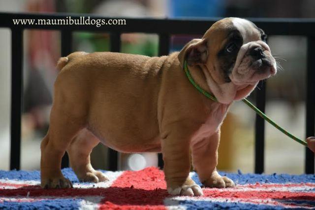 Engleski-Buldog-