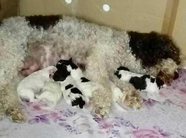 Štenci-Lagotto-Romagnolo