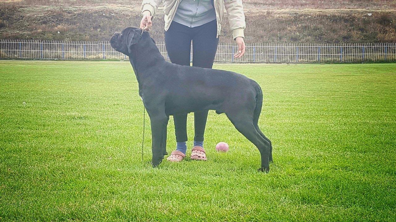 Cane-Corso-Mužjak