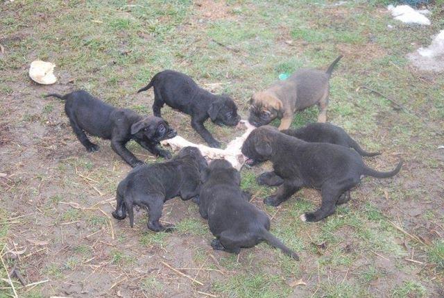 Cane-Corso-stenci