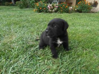 Cane-corso-stenci
