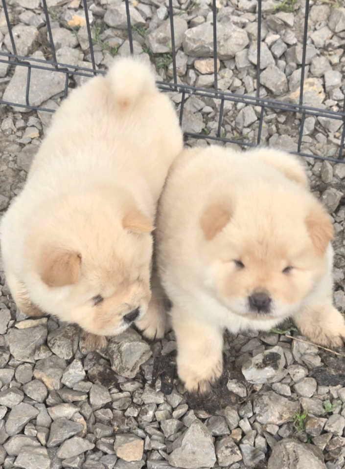 Chow-chow-prelepi-krem-stenci
