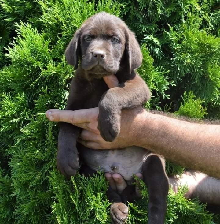 Labrador-retriver-