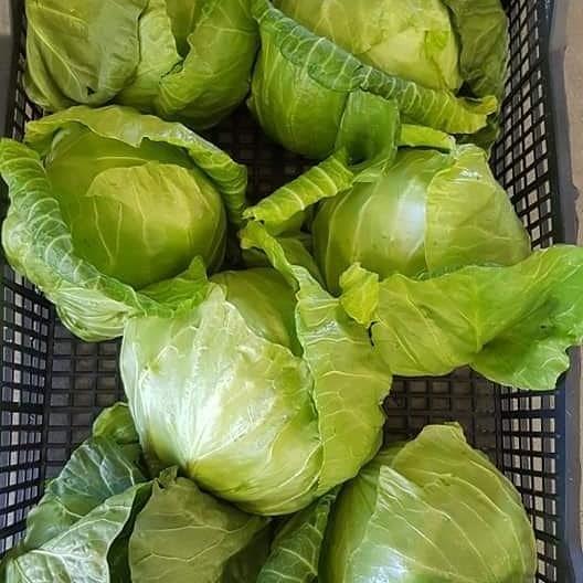 Export-Vegetables-Albania-Diva-Agro-Import-Export
