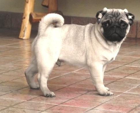 Mops štenad