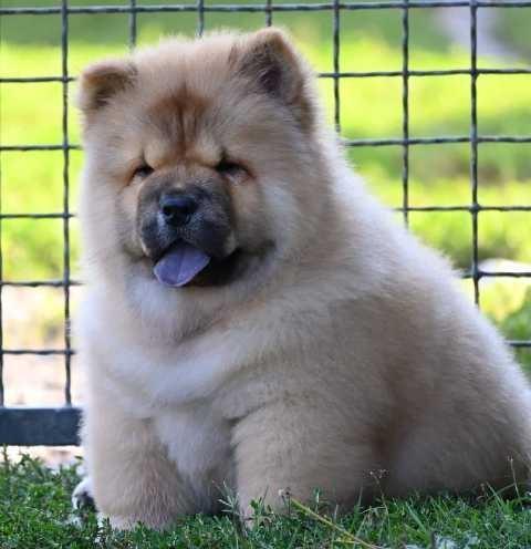 Chow-Cau-Cau