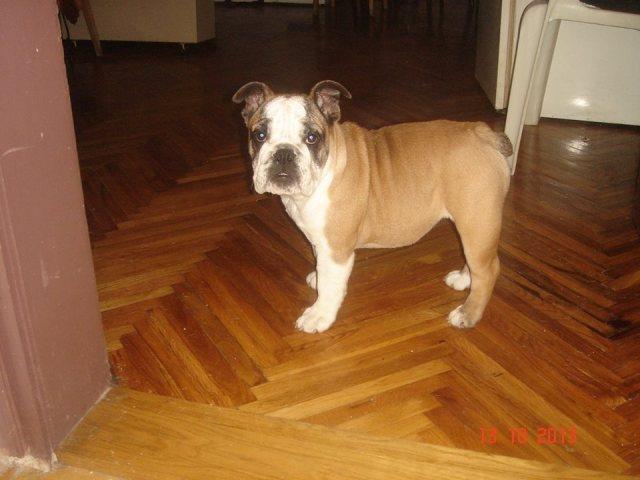 Engleski--Buldog---stenad