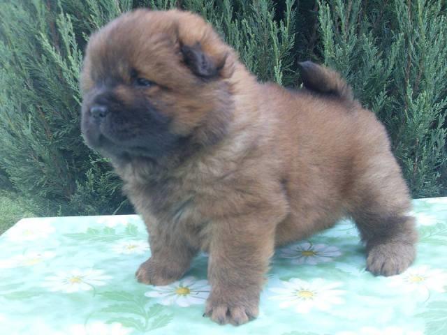 Chow-Chow-Cau-Cau-stenci