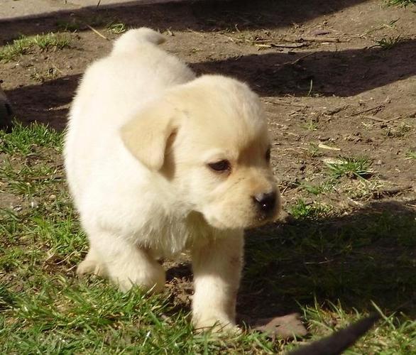 Labrador Retriver stenad
