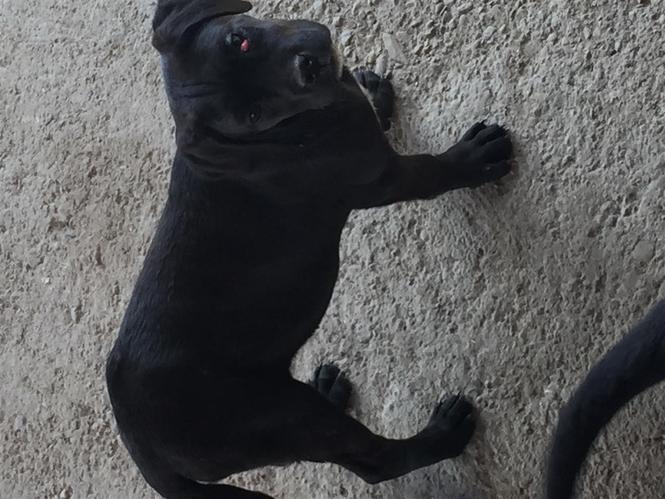 PRODAJEM VEOMA POVOLJNO ŠTENCE RASE CANE CORSO