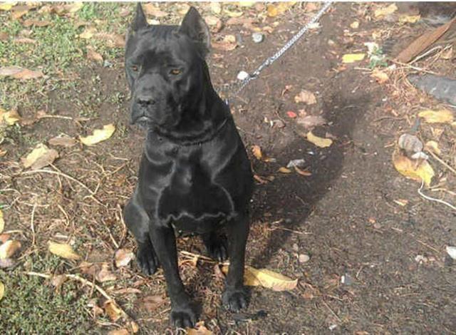 Cane-Corso---rezervacija-vrhunskih-stenaca