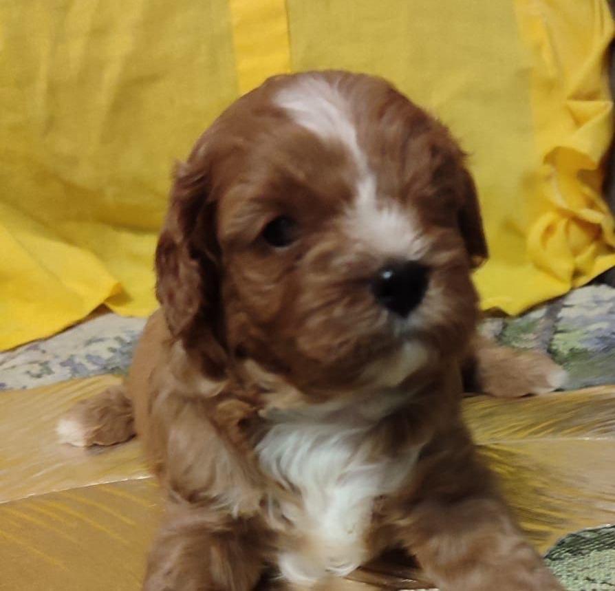 Cavapoo-stenci-2025