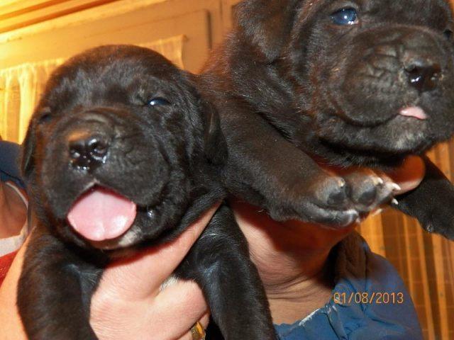 Cane-Corso---rezervacija-vrhunskih-stenaca