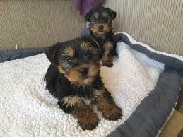 -Lijepe-Yorkshire-Terrier-štenci