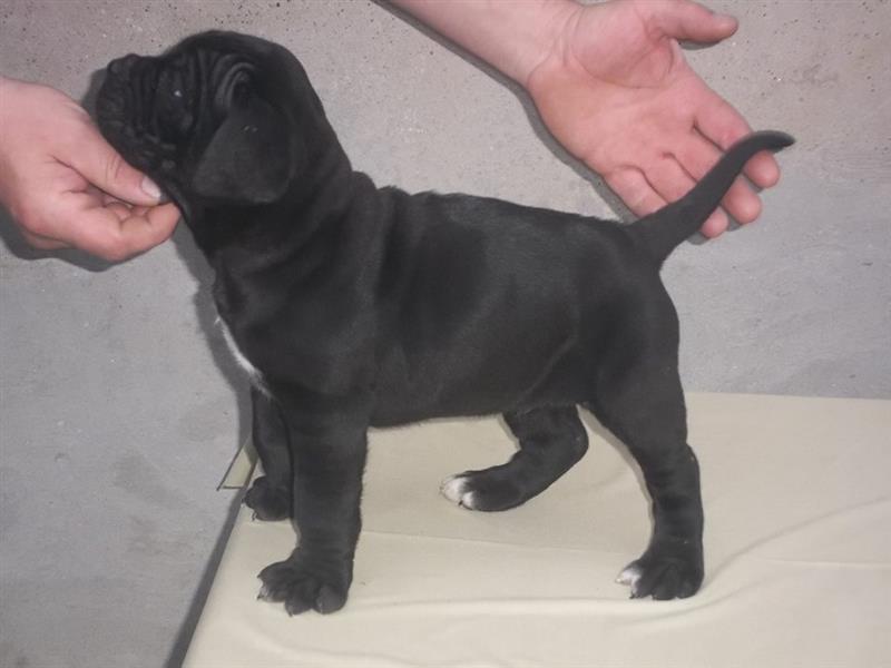 Cane-corso-štenci