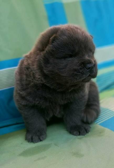 Chow-Chow--Cau-Cau--stenci