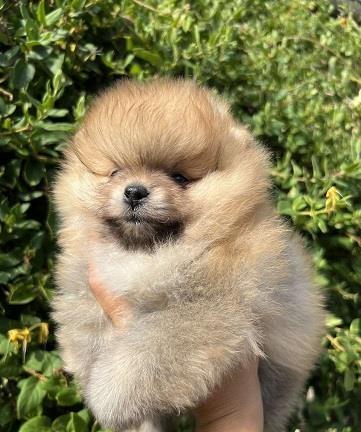 Prelepi-štenci-pomeranaca