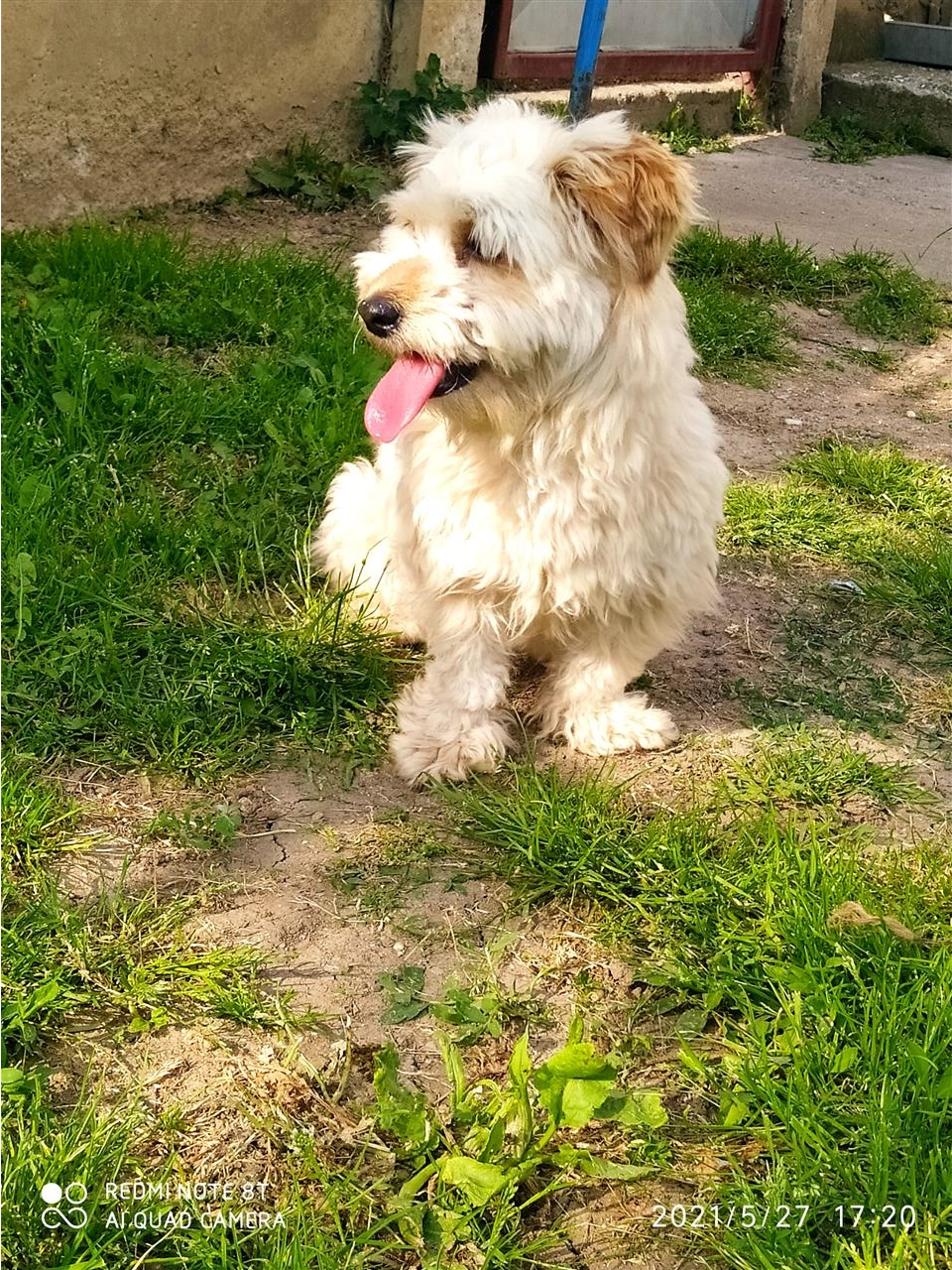 Maltipoo