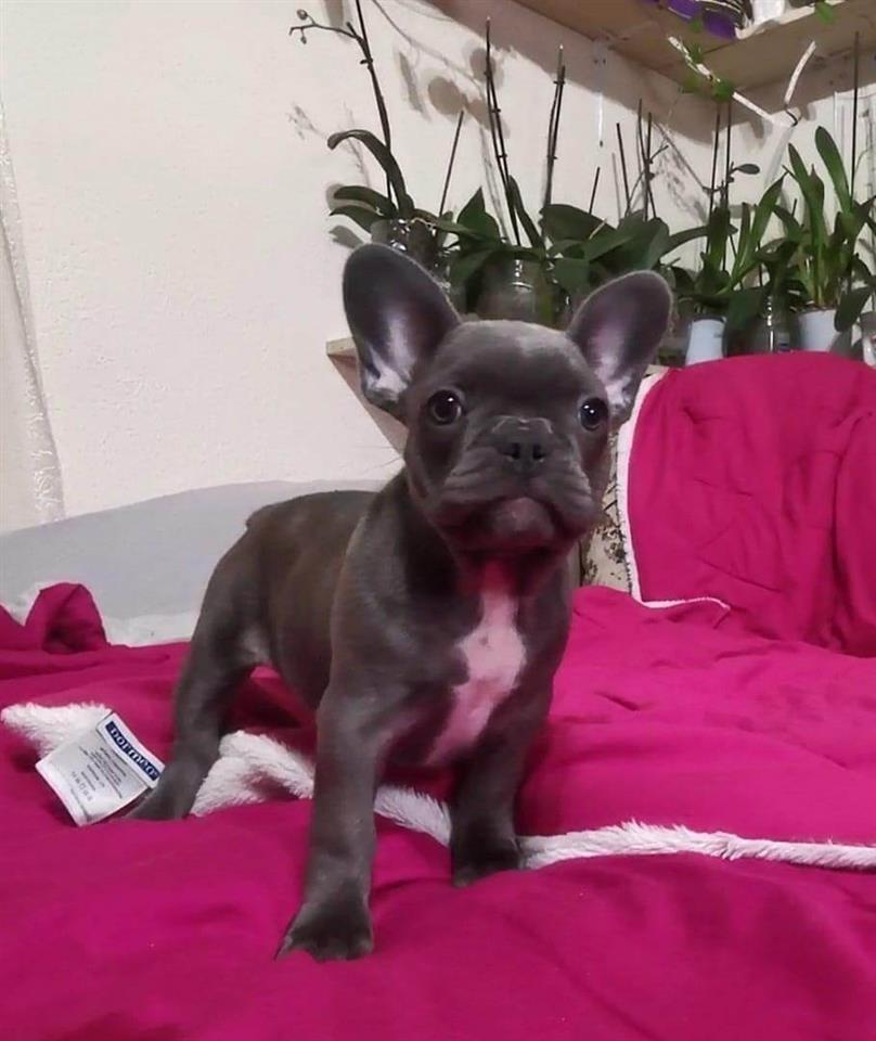 Francuski-Buldog