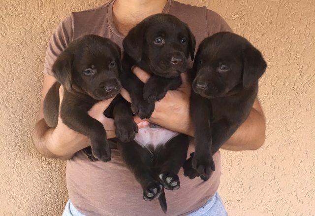 Labrador-retriver--čokoladni-štenci