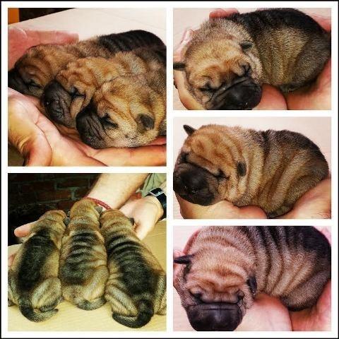Shar-Pei-stenci