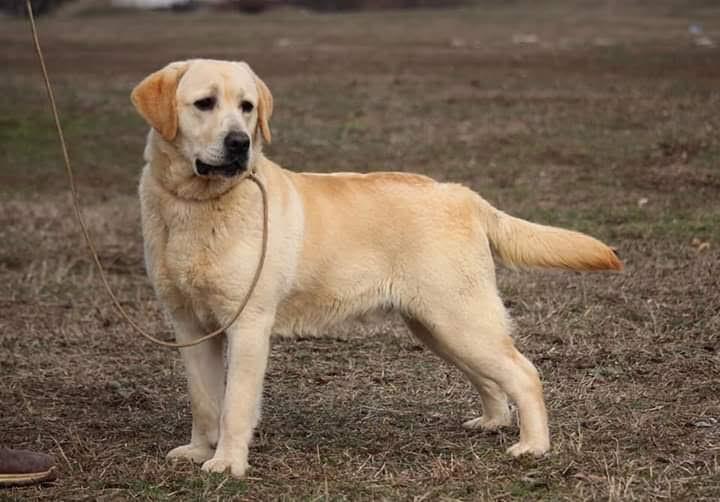 Štenci-LABRADORA