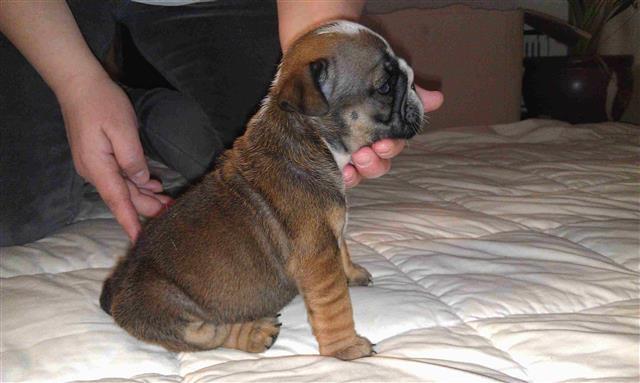 Engleski Buldog