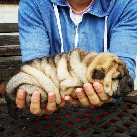 Shar-Pei-stenci