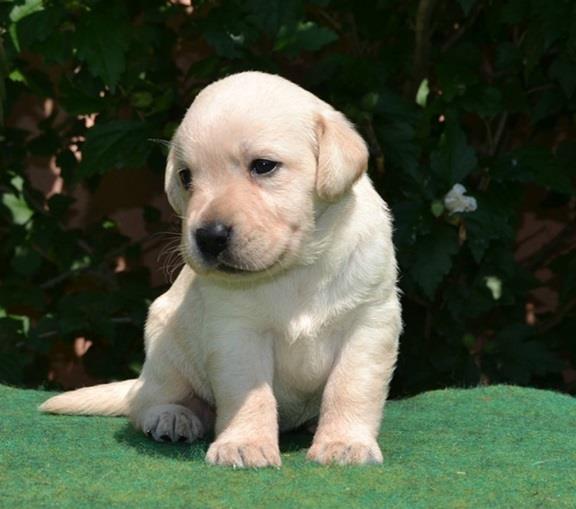 Labrador-stenci