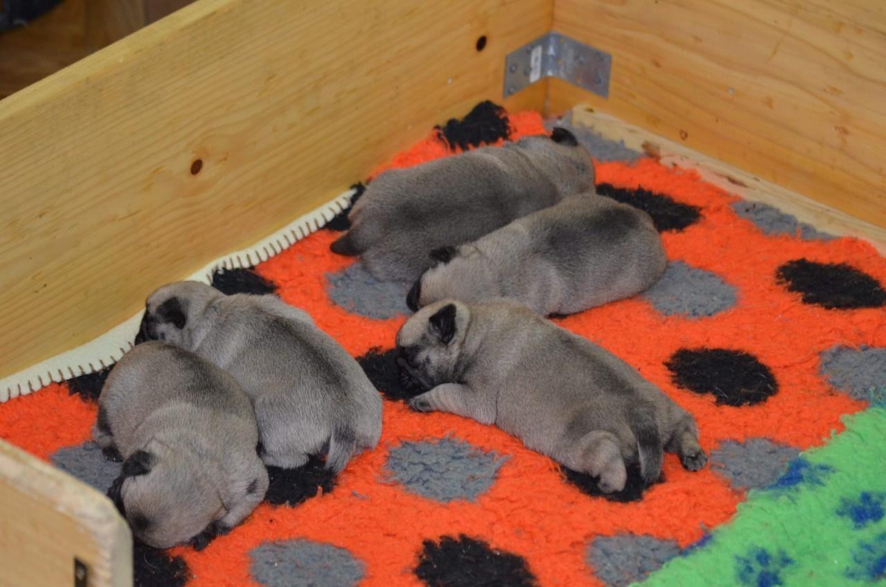 Mops-štenci
