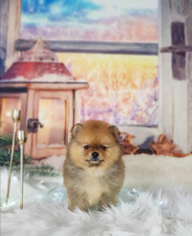 Mini-Boo