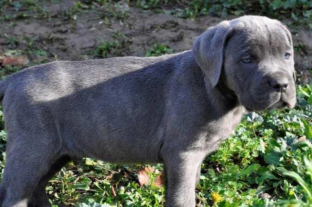 Cane-Corso--prelepi-štenci