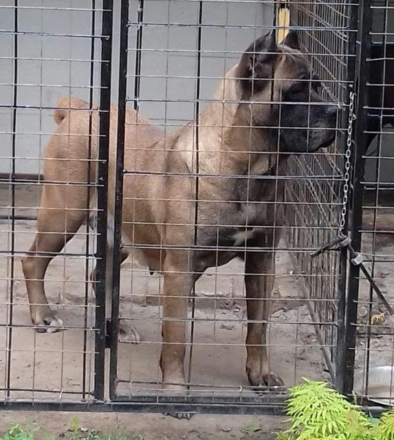 Cane-Corso