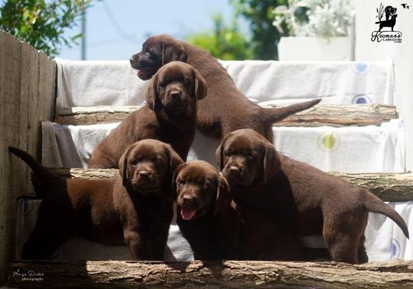 Labrador-Retriver-štenci