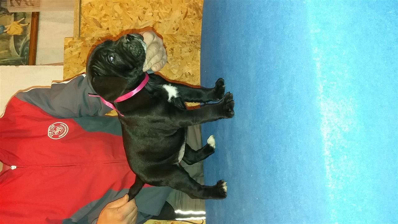 Cane-Corso-stenci-