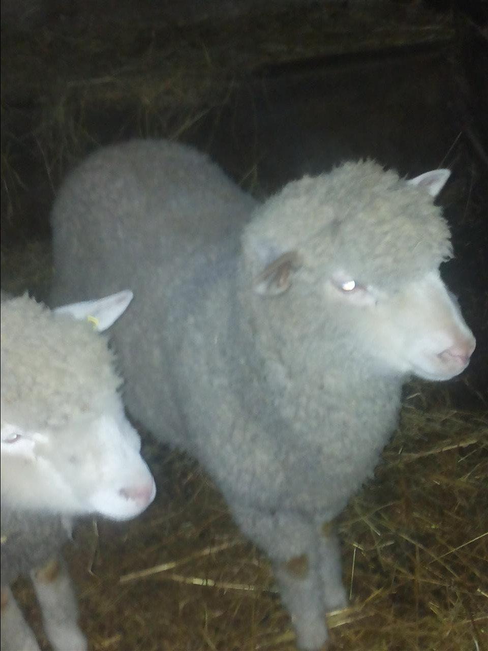 ovnici