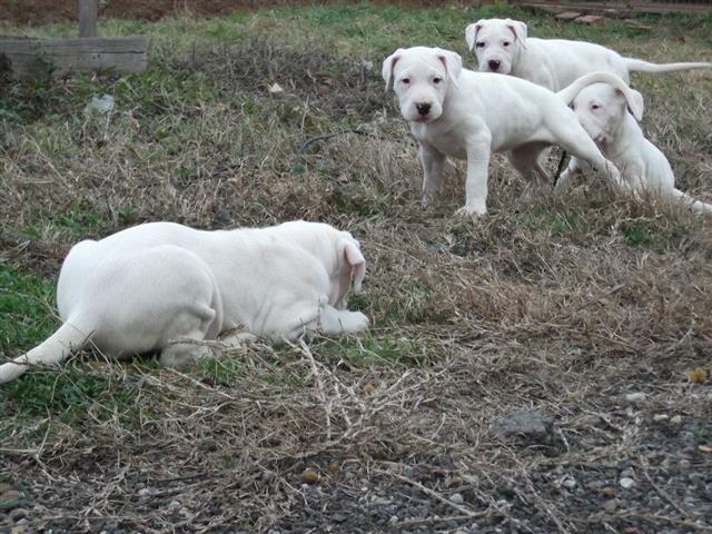 Dogo Argentino,stenad stara 3 meseca