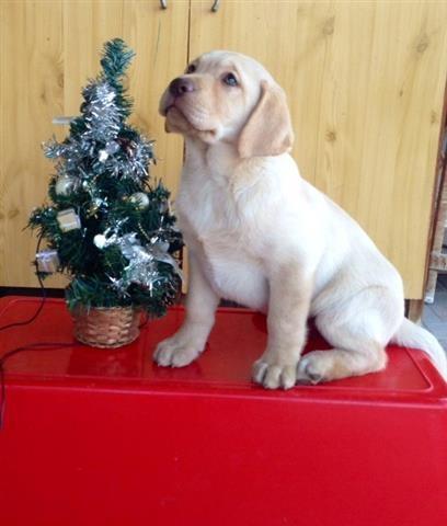 Labrador-stenci