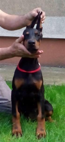 DOBERMAN---prelepe-zenkice